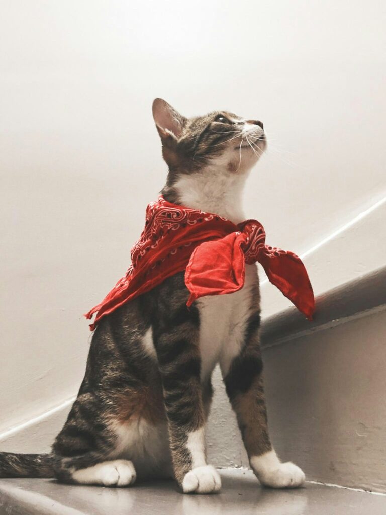Hail the conquering Hero! Photo by Hannah Reding on Unsplash - Adrienne Steele Character Arc